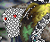 Templar